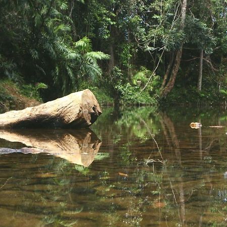 فيلا Cow Bayفي Daintree Rainforest Bungalows المظهر الخارجي الصورة